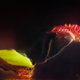 “Venus Flytrap” (from an AI trained to see “American Predators” including carnivorous plants and animals, drones, stealth bombers, and Mark Zuckerberg.